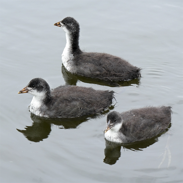 Tiere Holland 6 - 2013 _SAM_1477 als Smart-Objekt-1 Kopie.jpg - gab es viele einheimische Tiere zu sehen